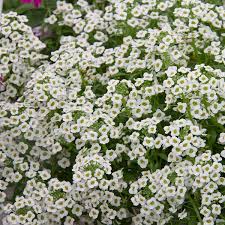 Alyssum