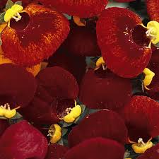 Calceolaria - caly red