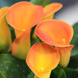 Load image into Gallery viewer, Calla Lily (7 Varieties)
