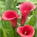 Calla Lily (7 Varieties)