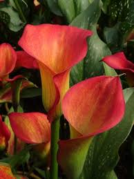 Calla Lily (7 Varieties)