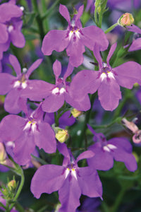 lobelia hot purple