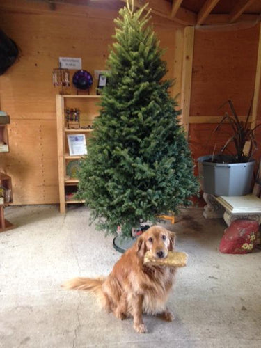 10-12 foot Premium Balsam Christmas tree