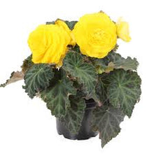 Load image into Gallery viewer, Begonia non stop (11 Varieties)
