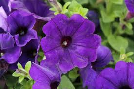 petunia sanguna blue