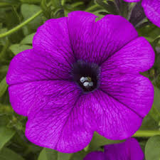 petunia sanguna deep lavender vein