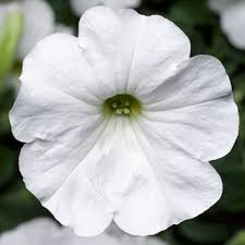 petunia sanguna white improved